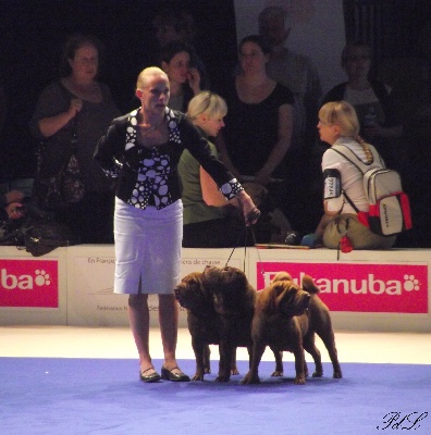 Des Lueurs Australes - World Dog Show / Championnat de France