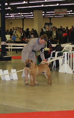 Des Lueurs Australes - Paris Dog Show 2013 Les Lueurs !