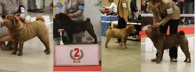 Des Lueurs Australes - Paris Dog Show 2013 Descendants Délichoc