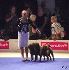  - World Dog Show / Championnat de France