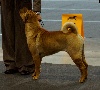  - International Luxembourg Dog Show