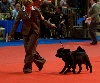  - International Luxembourg Dog Show Handling
