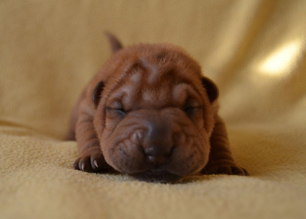 Des Lueurs Australes - Bientôt des chiots !