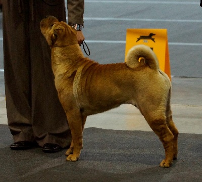 Des Lueurs Australes - International Luxembourg Dog Show