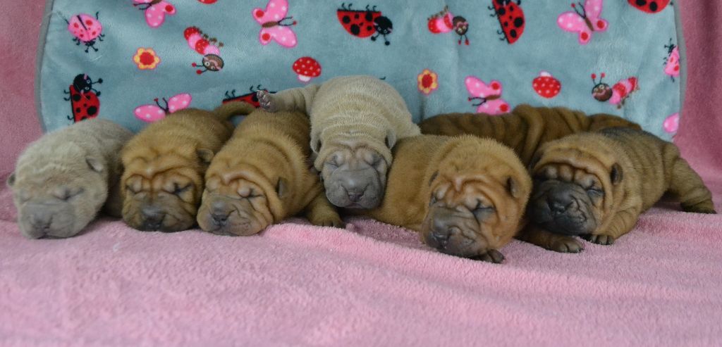 chiot Shar Pei Des Lueurs Australes