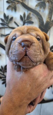 Des Lueurs Australes - Shar Pei - Portée née le 28/05/2024