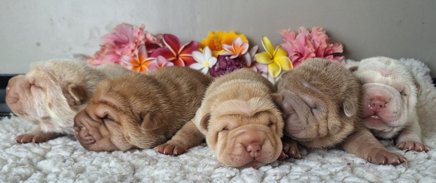 Des Lueurs Australes - Bienvenue aux petites Lueurs