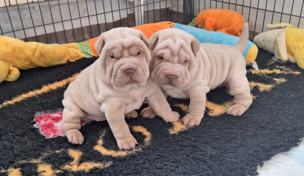 Des Lueurs Australes - Shar Pei - Portée née le 07/07/2025