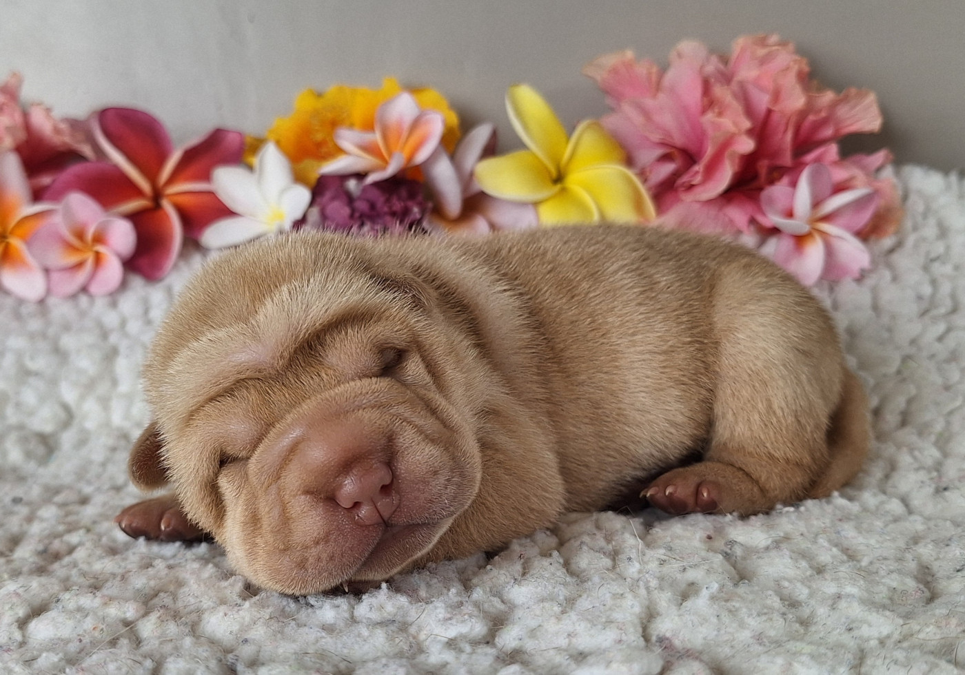 Des Lueurs Australes - Chiots disponibles - Shar Pei