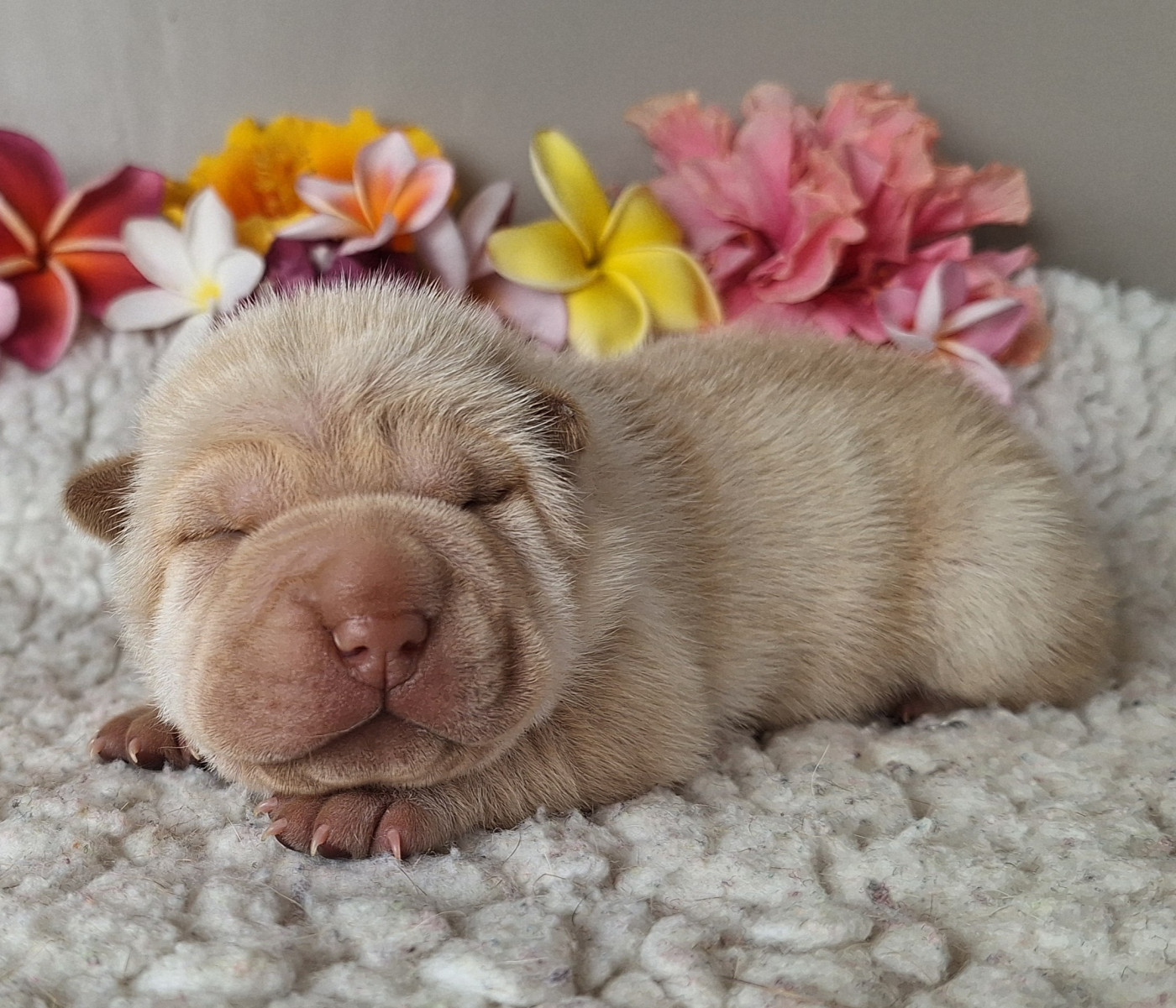 Des Lueurs Australes - Chiots disponibles - Shar Pei
