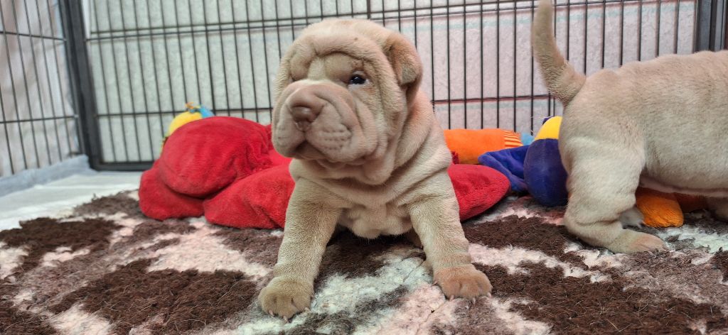 Des Lueurs Australes - Chiots disponibles - Shar Pei
