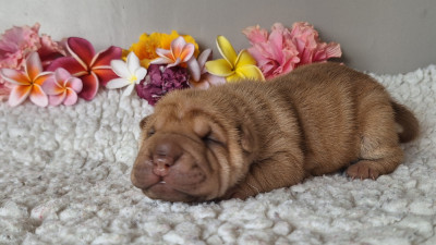 Chiot N°1