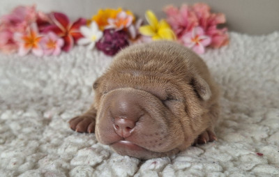 Chiot N°2