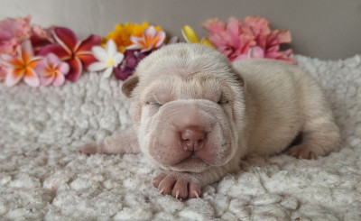 Chiot N°4